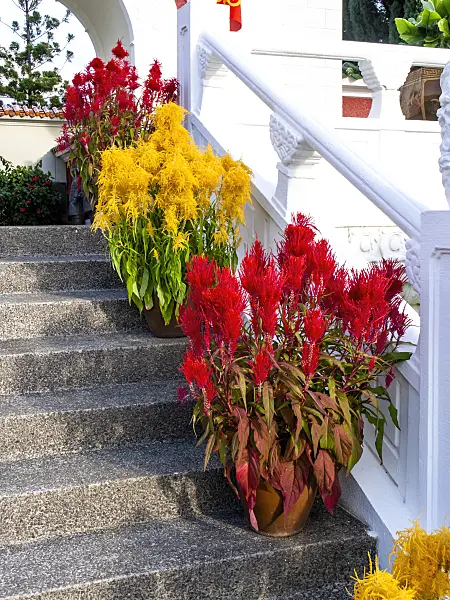 434094 - Célosie colorée (Celosia argentea var. plumosa), jardin chinois, Singapour