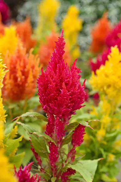474209 - Célosie crête de coq (Celosia argentea var. cristata)
