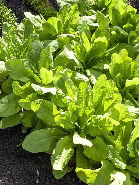 461114 - Celtuce (Lactuca sativa var. angustana)