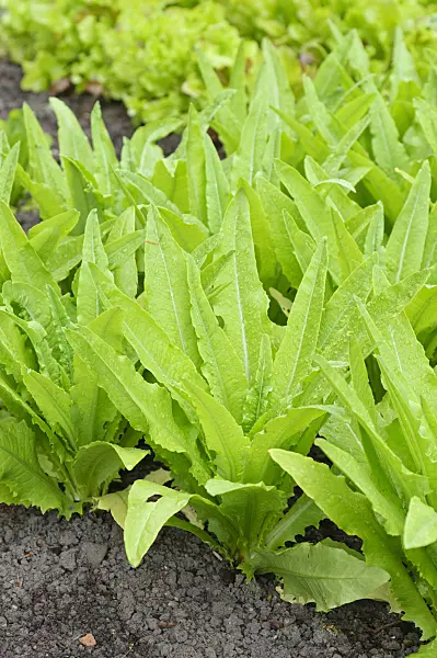 485054 - Celtuce (Lactuca sativa var. angustana)