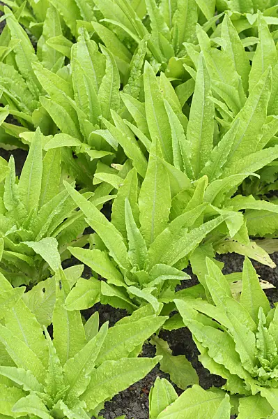 485055 - Celtuce (Lactuca sativa var. angustana)