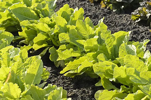 496290 - Celtuce (Lactuca sativa var. angustana)