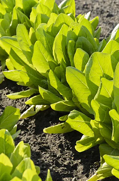 496292 - Celtuce (Lactuca sativa var. angustana)