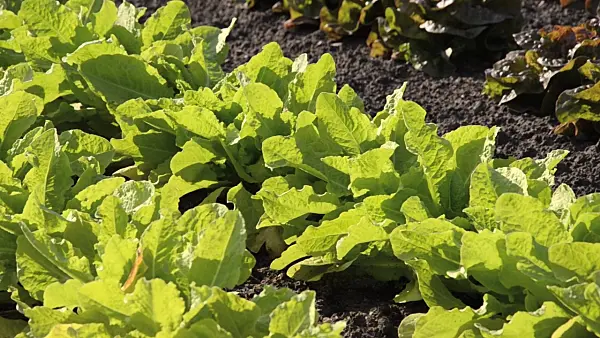 496295 - Celtuce (Lactuca sativa var. angustana)