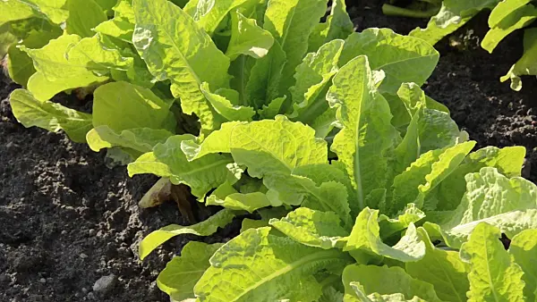 496298 - Celtuce (Lactuca sativa var. angustana)