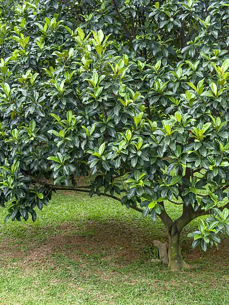 434333 - Cempedak (Artocarpus integer)