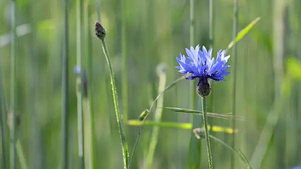 496368 - Centaurée bleuet (Centaurea cyanus)