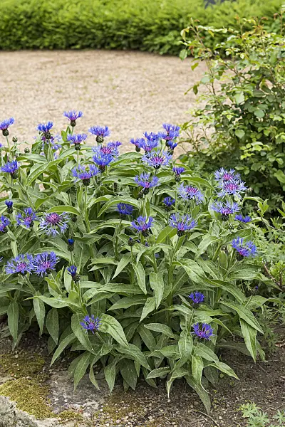 651157 - Centaurée des montagnes (Centaurea montana)