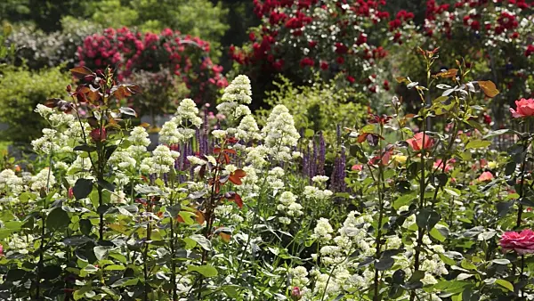 497235 - Centranthe blanc (Centranthus ruber 'Albus') et rosiers (Rosa)