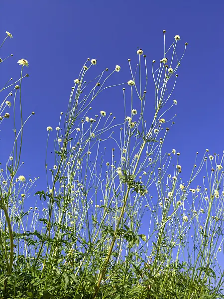 439249 - Cephalaria gigantea