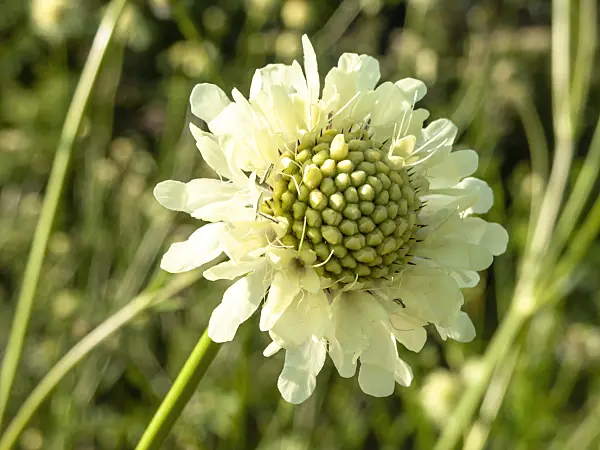 439250 - Cephalaria gigantea