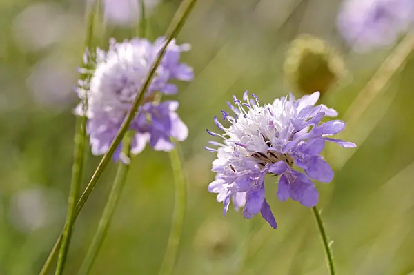 476247 - Cephalaria transsylvanica