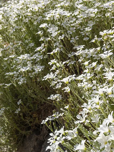 413026 - Céraiste cotonneux (Cerastium tomentosum)