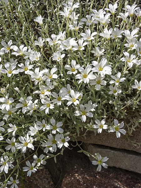 413027 - Céraiste cotonneux (Cerastium tomentosum)