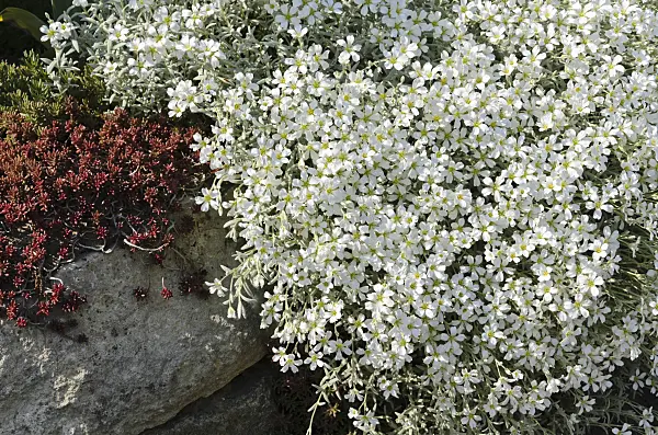 496197 - Céraiste cotonneux (Cerastium tomentosum)