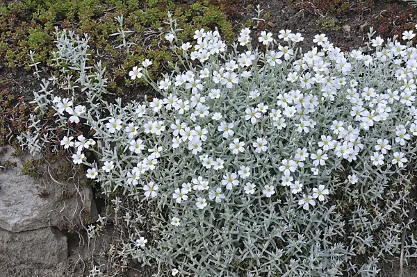 472140 - Céraiste de Bieberstein (Cerastium biebersteinii)