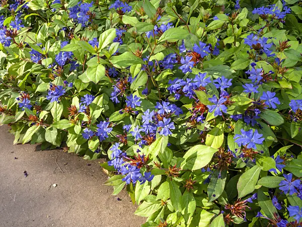429066 - Ceratostigme (Ceratostigma plumbaginoides)