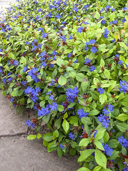 429067 - Ceratostigme (Ceratostigma plumbaginoides)