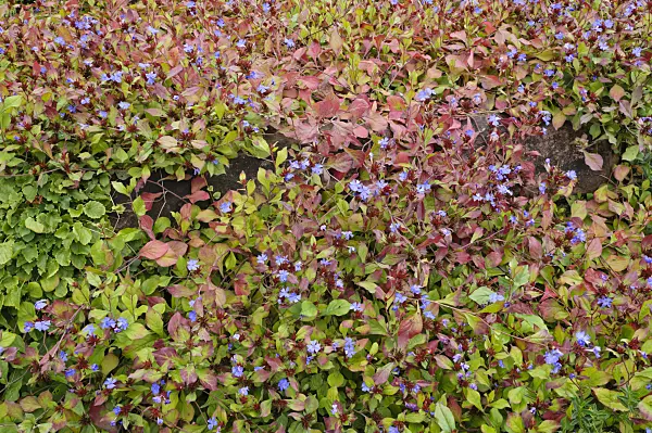476260 - Ceratostigme (Ceratostigma plumbaginoides)