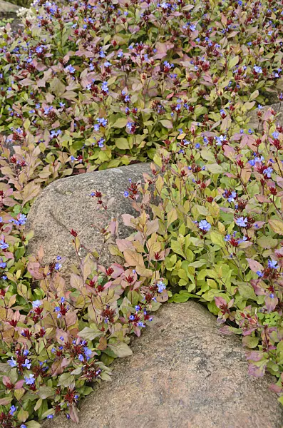 525035 - Ceratostigme (Ceratostigma plumbaginoides)