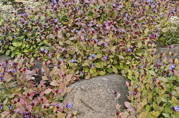525036 - Ceratostigme (Ceratostigma plumbaginoides)
