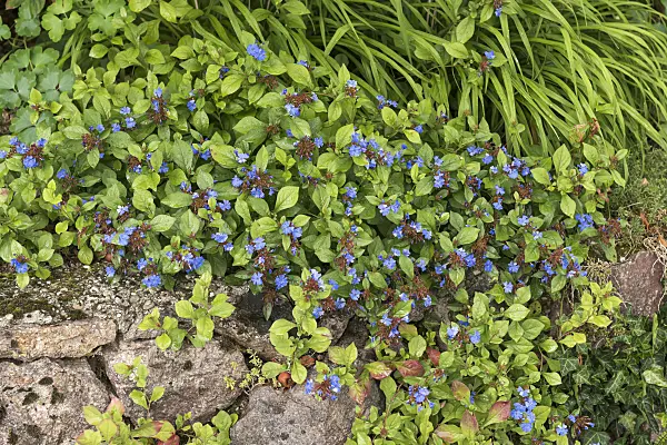 616370 - Ceratostigme (Ceratostigma plumbaginoides)