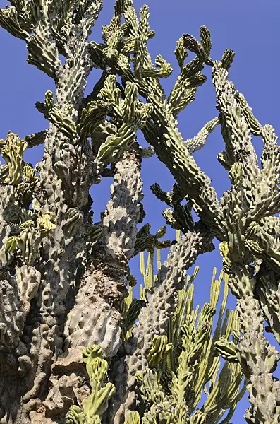 533090 - Cereus uruguayanus 'Monstrosus'