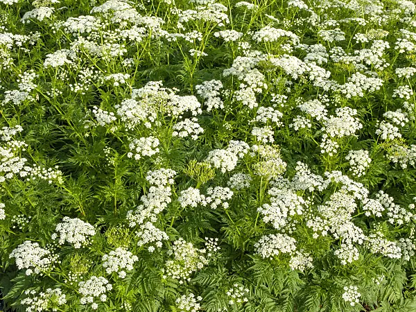 460155 - Cerfeuil d'or (Chaerophyllum aureum)