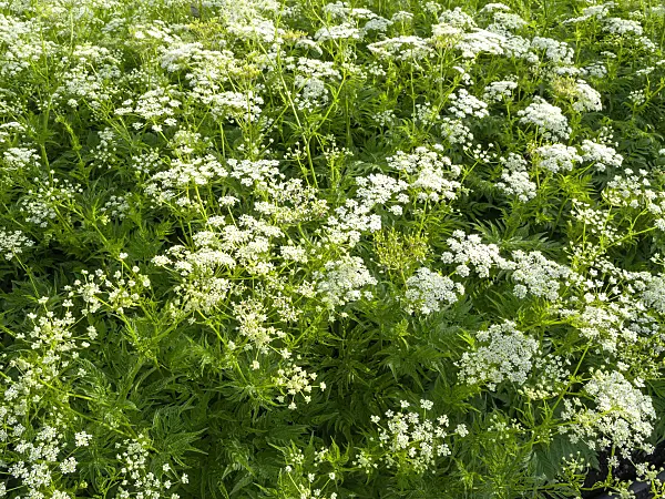 460156 - Cerfeuil d'or (Chaerophyllum aureum)