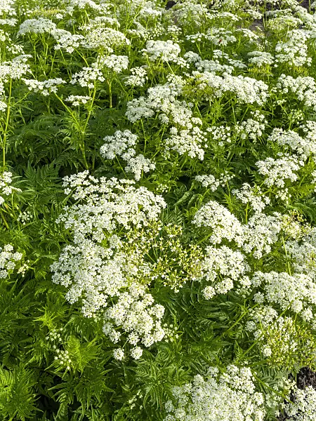 460157 - Cerfeuil d'or (Chaerophyllum aureum)