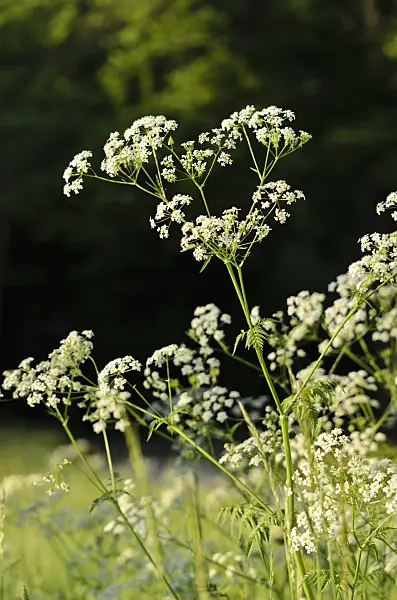 520318 - Cerfeuil des bois (Anthriscus sylvestris)