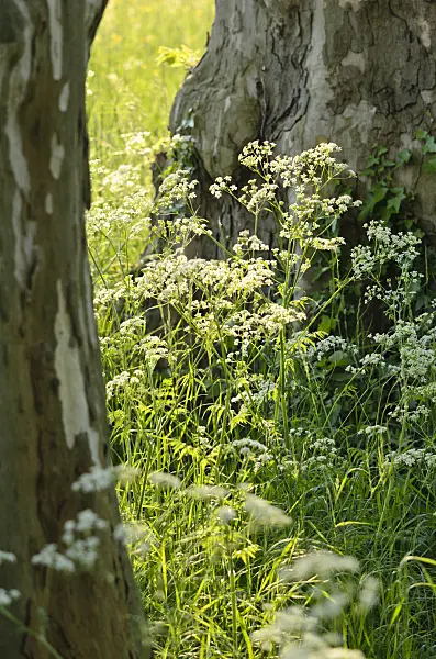 520319 - Cerfeuil des bois (Anthriscus sylvestris)