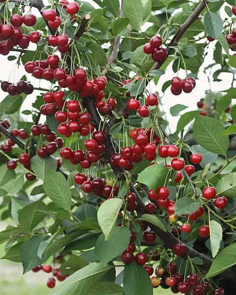 471441 - Cerisier acide (Prunus cerasus 'Scharö')