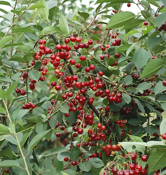 471442 - Cerisier acide (Prunus cerasus 'Scharö')