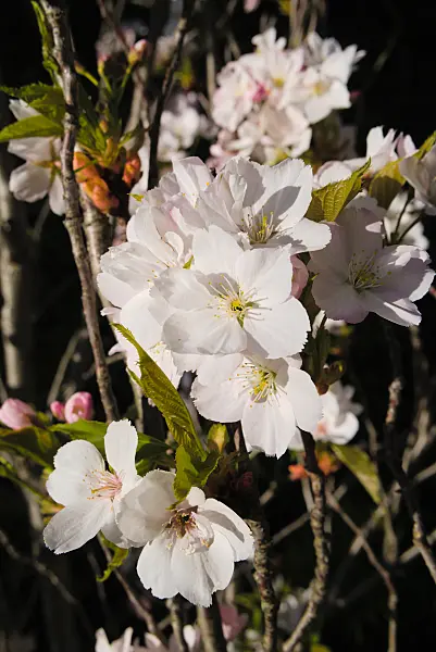 672051 - Cerisier des collines (Prunus serrulata 'Amanogawa')