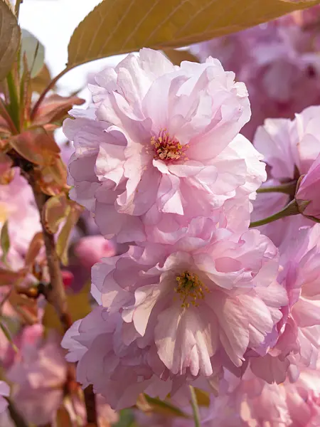 437191 - Cerisier des collines (Prunus serrulata 'Kanzan')