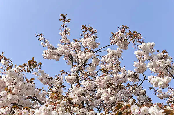 495229 - Cerisier des collines (Prunus serrulata 'Shirofugen')