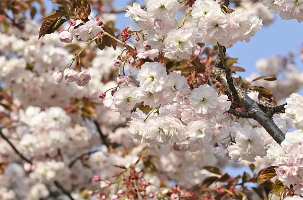 495234 - Cerisier des collines (Prunus serrulata 'Shirofugen')