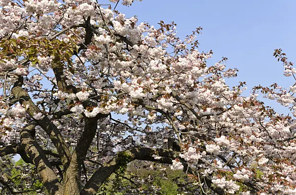 495235 - Cerisier des collines (Prunus serrulata 'Shirofugen')