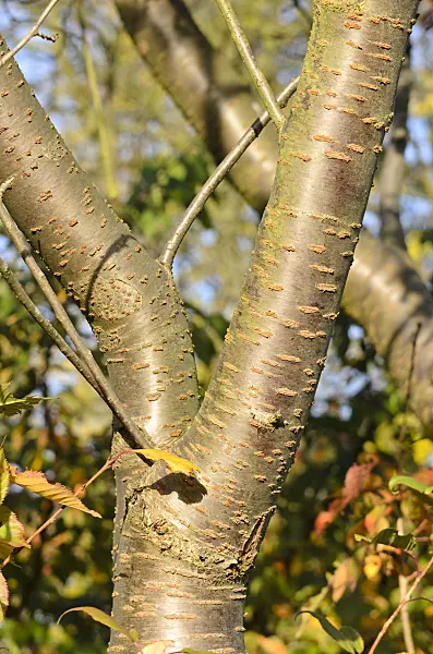 525341 - Cerisier des collines (Prunus serrulata 'Shirofugen')