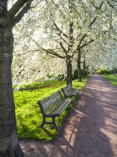 459090 - Cerisier des oiseaux (Prunus avium 'Plena'), Britzer Garten, Berlin, Allemagne
