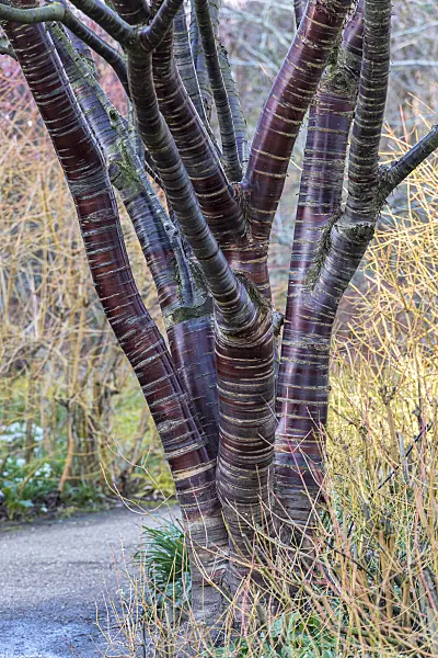 625330 - Cerisier du Tibet (Prunus serrula)