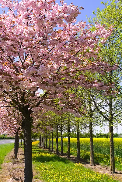 672077 - Cerisier (Prunus) et pissenlit (Taraxacum)