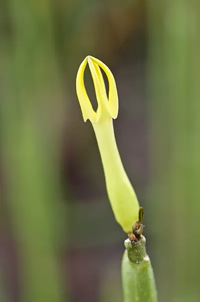488026 - Ceropegia dichotoma