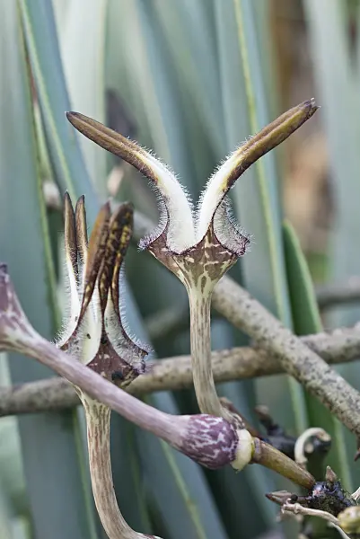 550005 - Ceropegia stapeliiformis