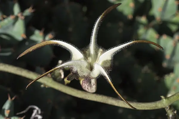 597016 - Ceropegia stapeliiformis