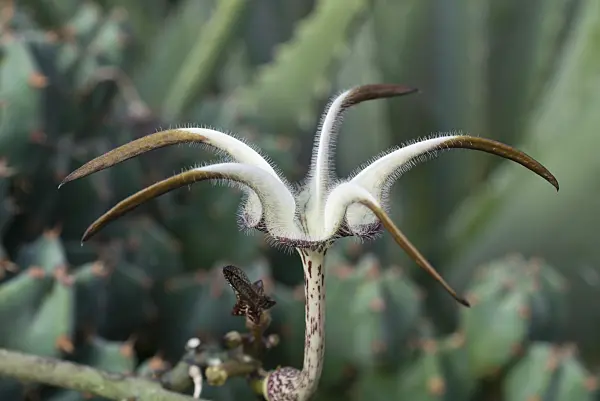 597017 - Ceropegia stapeliiformis