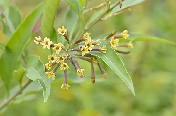 547365 - Cestreau (Cestrum parqui)