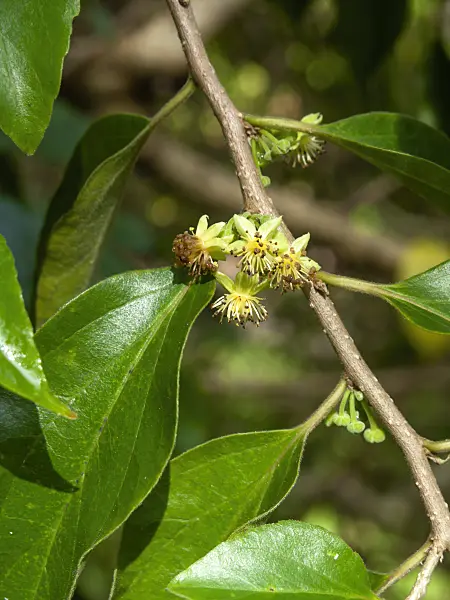 434075 - Ceylon gooseberry (Dovyalis hebecarpa)