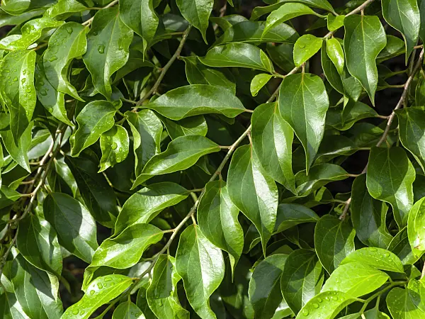 434076 - Ceylon gooseberry (Dovyalis hebecarpa)